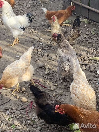 Куры несушки