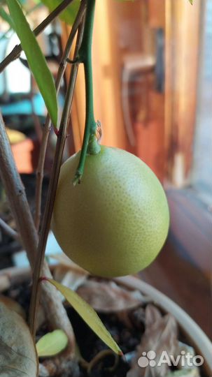Лимонное дерево привитое с плодами