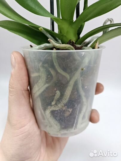 Орхидея Фаленопсис Лаки Стар