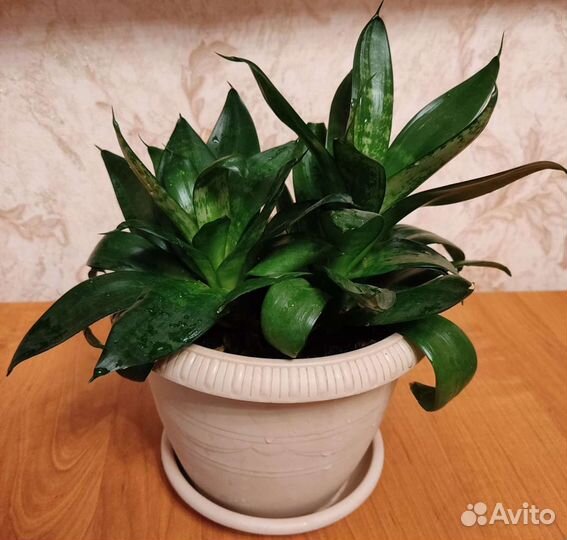 Сансевиерия ханни - (2 вида)