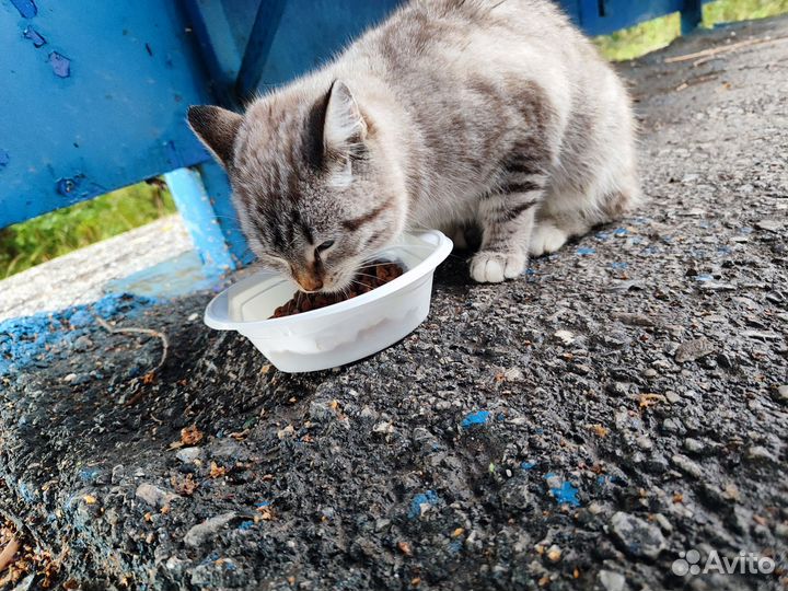 Милый котя ищет дом