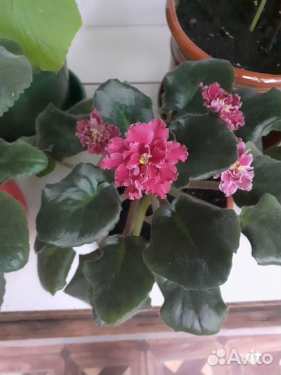 Фиалка в горшках