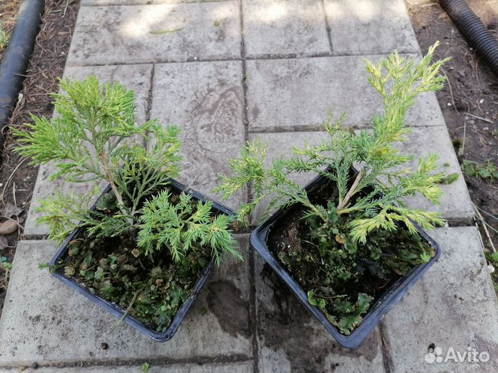 Можжевельник