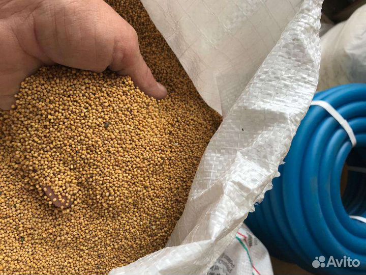 Семена горчицы горчица