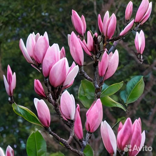 Семена Магнолии Суланжа
