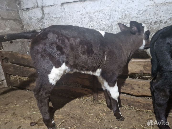 Коровы и телки