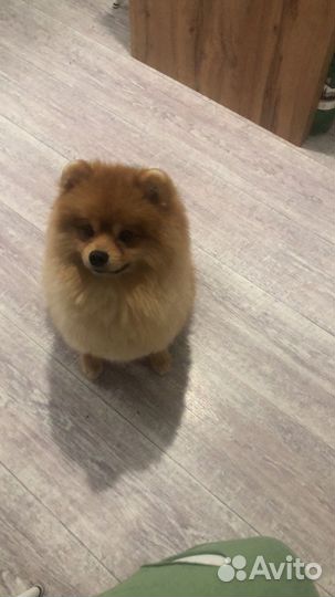 Шпиц, вязка кобель