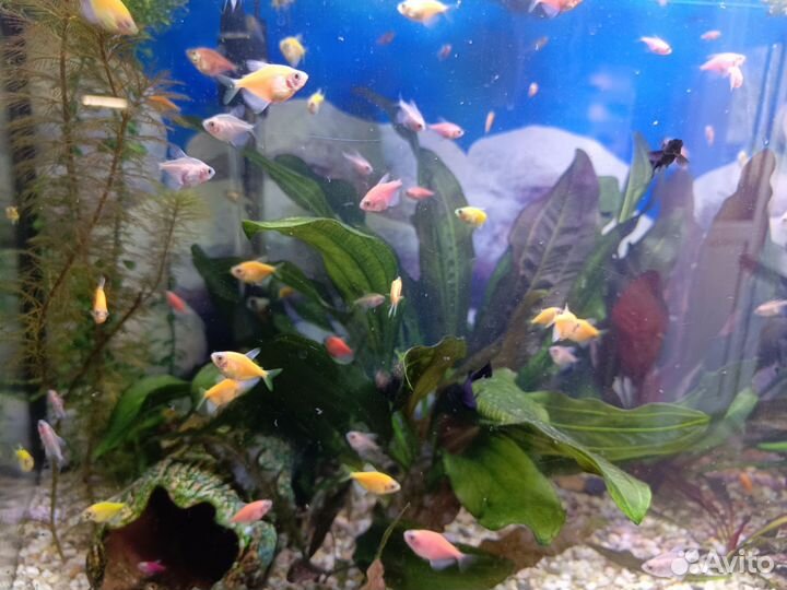 Тернеции гло, растения