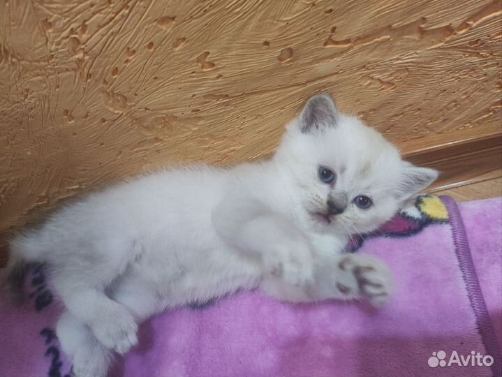 Британские котята