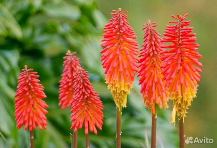 Многолетние цветы. Петунии и другие однолетние