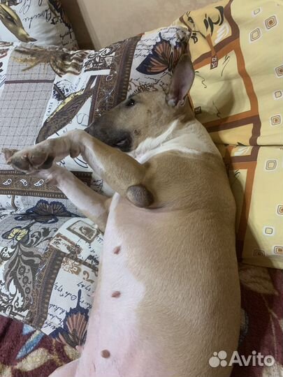 Передержка животных