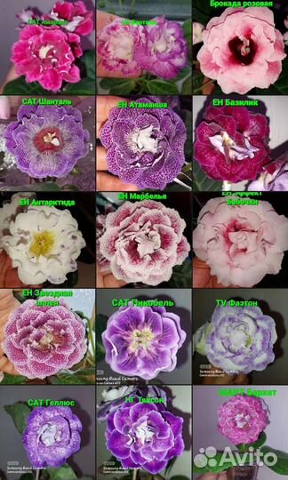 Клубни сортовых глоксиний