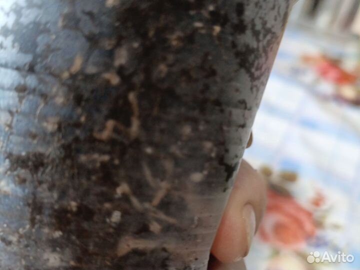 Филодендрон биркин