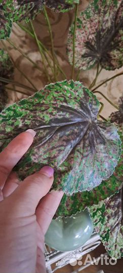 Искусственные цветы Бегония