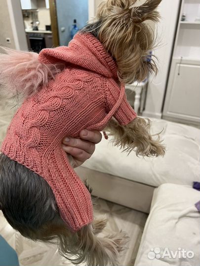 Одежда для мини йорка