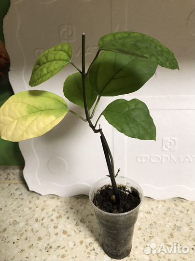 Клеродендрум госпожи Томпсон