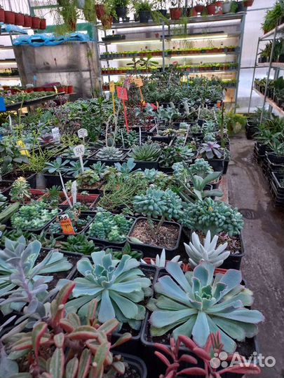 Очиток седум