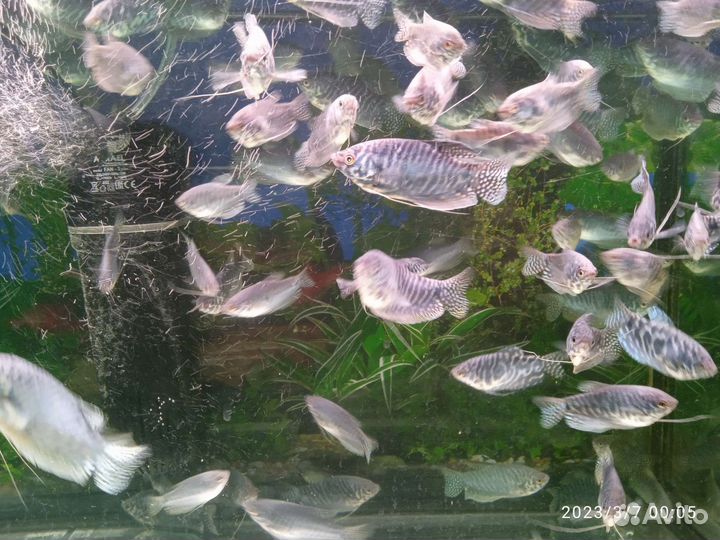 Аквариумные рыбки гурами