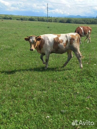 Два бычка четыре телочки