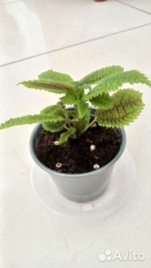 Пилея Мун Валли (Pilea Moon Valley)