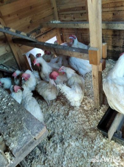 Куры несушки Леггорн