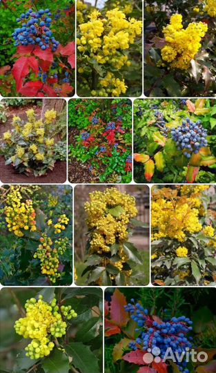 Магония падуболистная