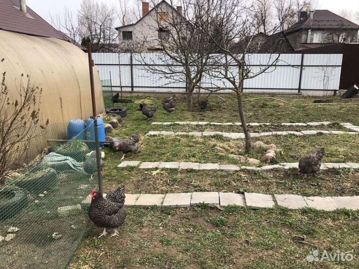 Семья Мехеленской Кукушки