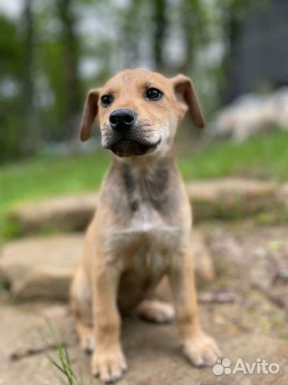 Щенок мальчик в добрые руки