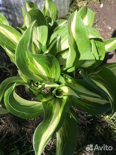 Хоста. Кусты большие