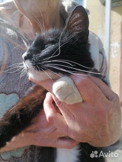 Акринская кошечка Черныша, 3 г