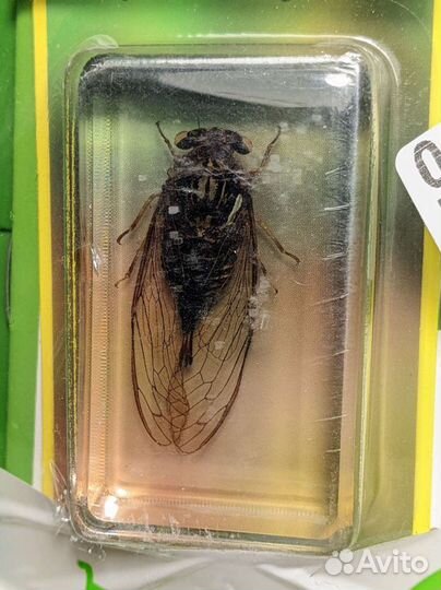 Журнал «Жуки и пауки» №19 Цикада монгольская