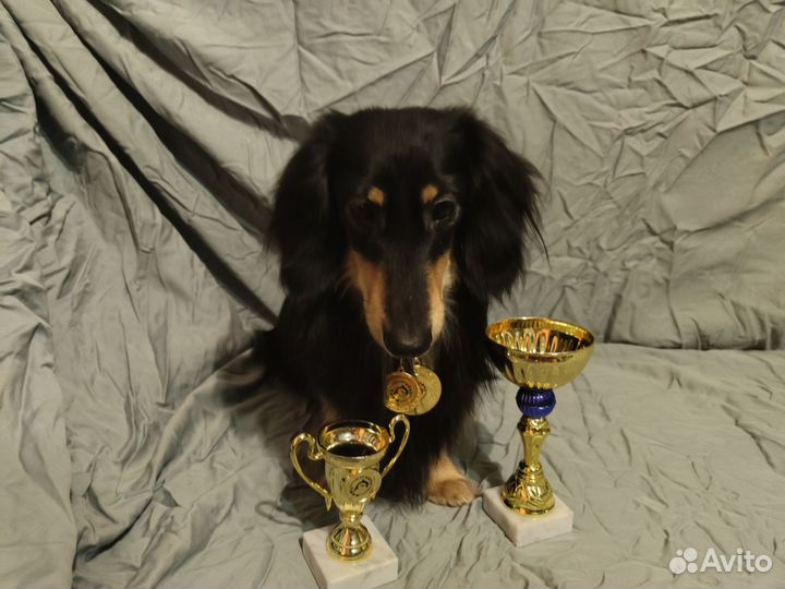 Вязка Такса