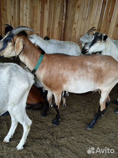 Коза нубийская