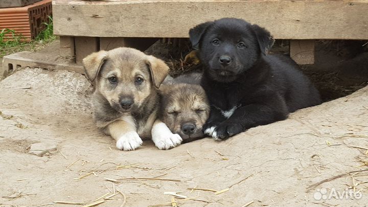 Щенки бесплатно