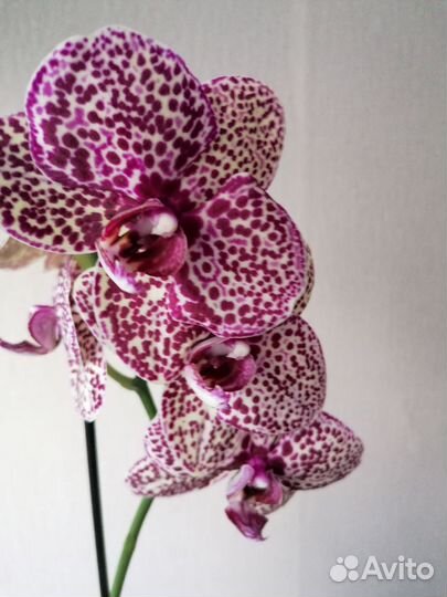 Орхидея фаленопсис дикий кот