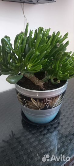 Красула хоббит