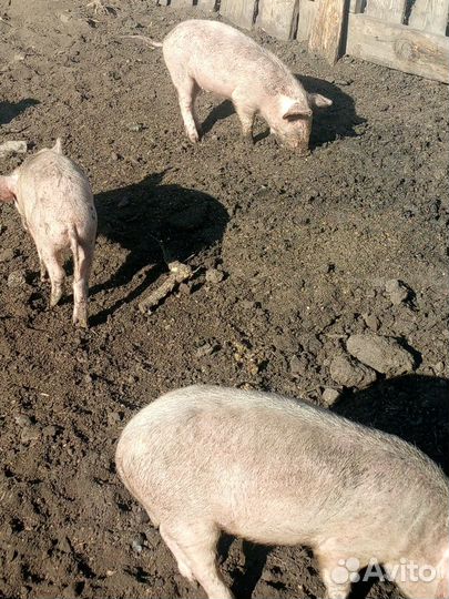 Просят продам