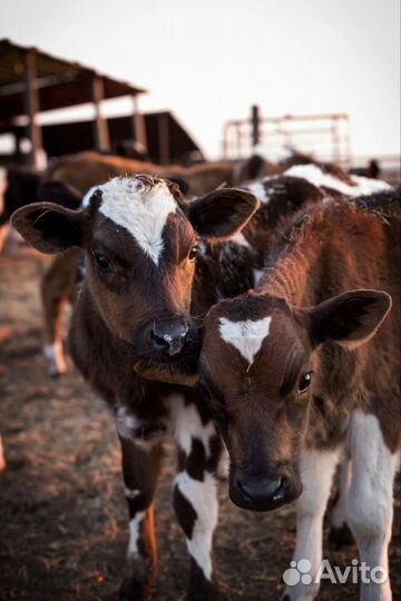 Бычки и телята