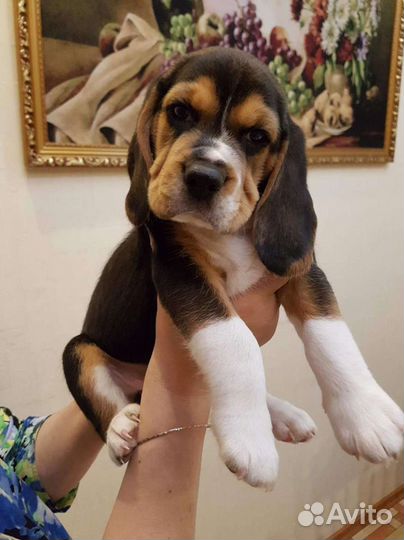 Щенки бигль