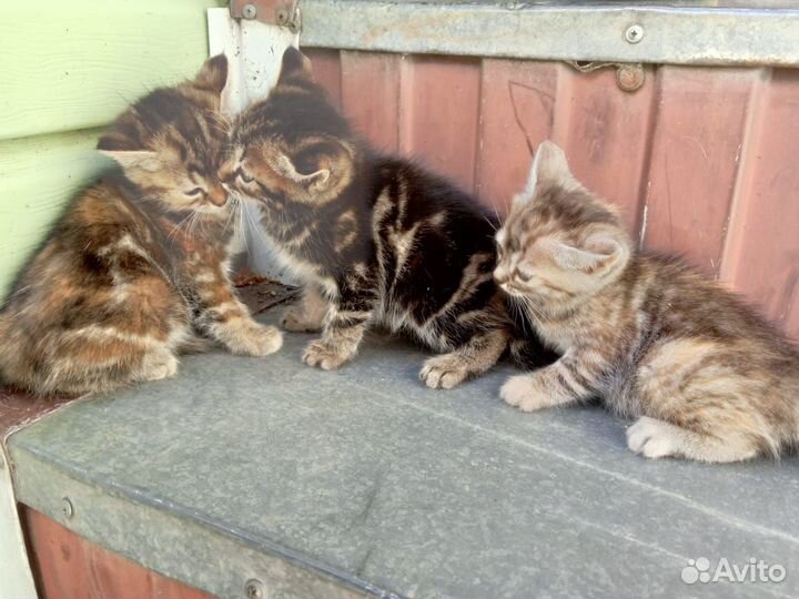 Котята в добрые руки