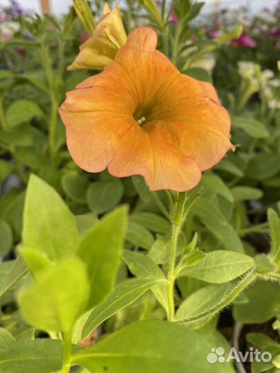 Вегетативная петуния, георгины сортовые