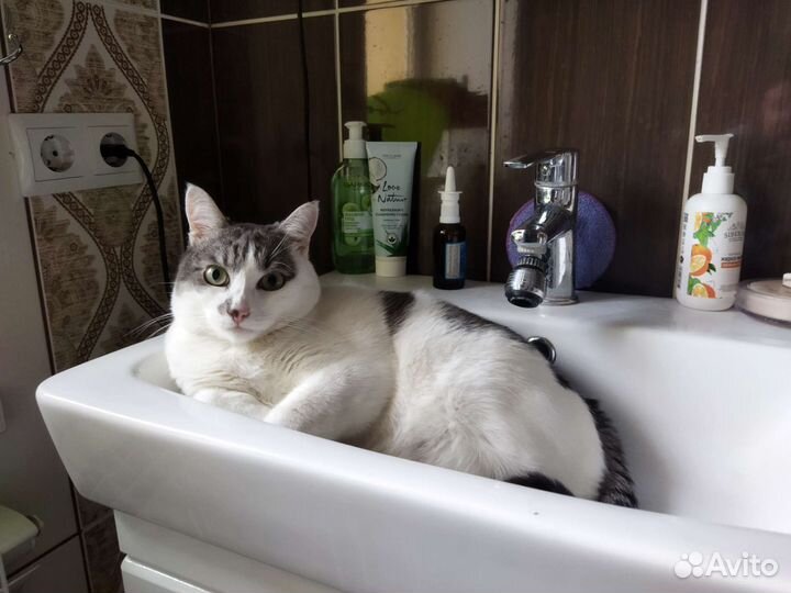 Котик в добрые руки