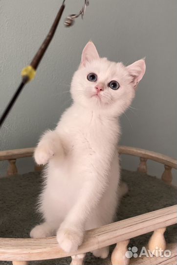 Котята британская золотая шиншилла