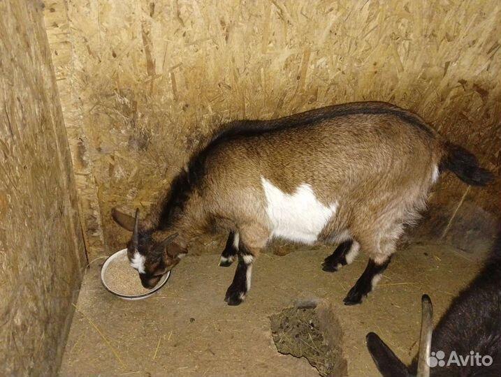 Козочка годовалая