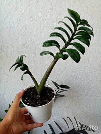 Замиокулькас. Сансевиерия