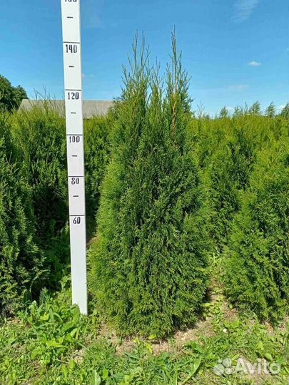 Туя Смарагд