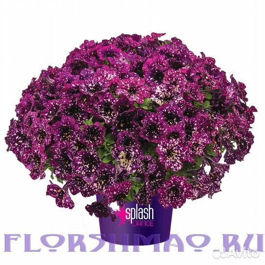 Ампельная, каскадная петуния саженцы