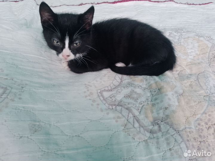 Котики бесплатно черный