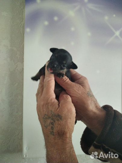 Мини той-терьер щенки