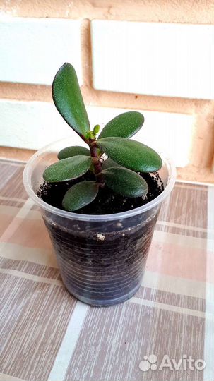 Крассула толстянка